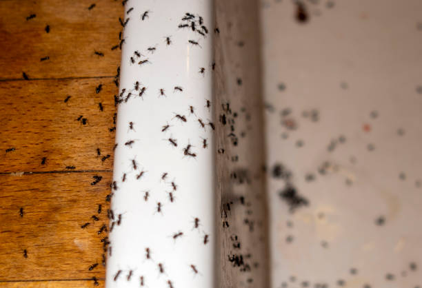 Best Ant Control Services  in Chualar, CA